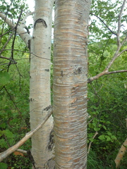 Betula ermanii