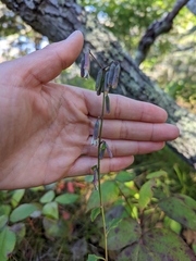 Nabalus trifoliolatus