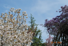 Prunus × gondouinii