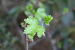 Ribes magellanicum