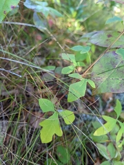 Nabalus trifoliolatus