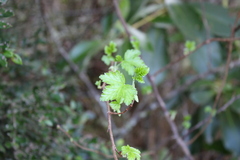 Ribes magellanicum