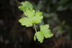 Ribes magellanicum