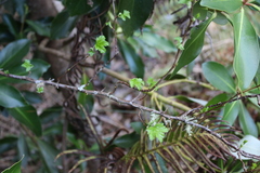 Ribes magellanicum
