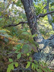 Nabalus trifoliolatus