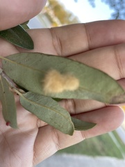 Druon quercuslanigerum