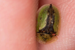 Cassida vibex