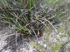 Banksia obtusa