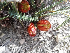 Banksia obtusa
