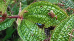 Dolichurus