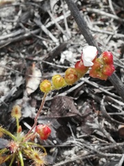 Drosera scorpioides