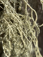 Usnea