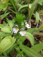 Euphrasia maximowiczii