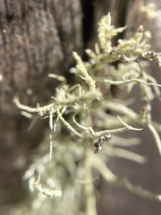 Usnea