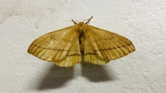 Bombycoidea