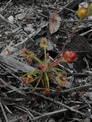 Drosera scorpioides