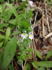Euphrasia maximowiczii