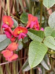 Kennedia coccinea