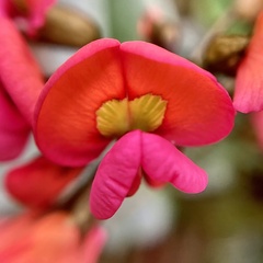 Kennedia coccinea