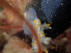 Thecacera pennigera