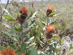 Banksia heliantha