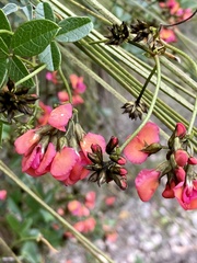 Kennedia coccinea