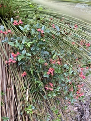 Kennedia coccinea