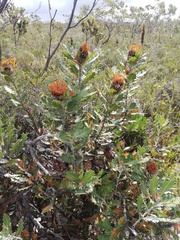 Banksia heliantha