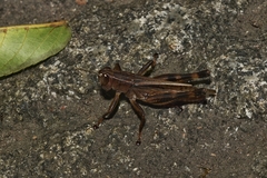 Xenocatantops brachycerus