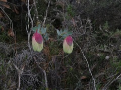 Pimelea physodes