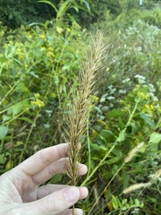 Elymus glabriflorus