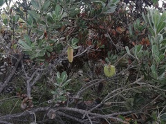Banksia lemanniana