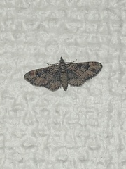 Eupithecia vulgata