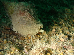 Buccinum undatum