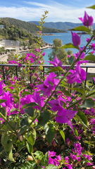 Bougainvillea glabra