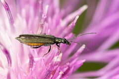 Oedemera