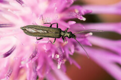 Oedemera