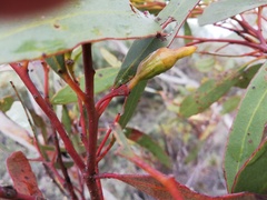 Eucalyptus incrassata