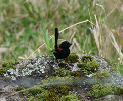 Malurus melanocephalus