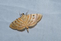 Notarcha tigrina