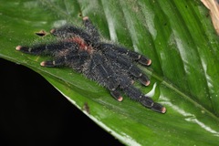Avicularia avicularia