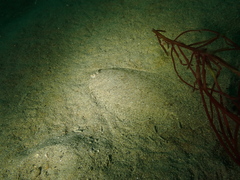 Arnoglossus