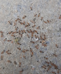 Trichomyrmex destructor