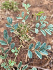 Indigofera tinctoria