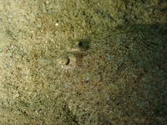 Arnoglossus