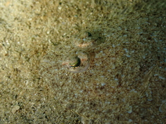 Arnoglossus
