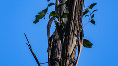 Nesoptilotis flavicollis