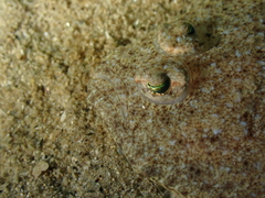 Arnoglossus