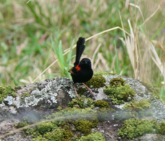 Malurus melanocephalus