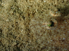Arnoglossus